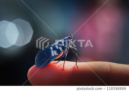 Close-up of a Lycorma olivacea on a Human Finger. 118598899