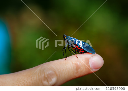 Close-up of a Lycorma olivacea on a Human Finger. 118598900
