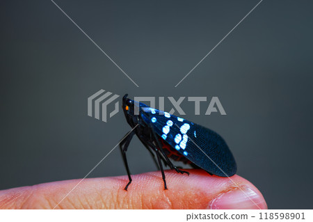Close-up of a Lycorma olivacea on a Human Finger. Close-up of a Lycorma olivacea on a Human Finger. 118598901