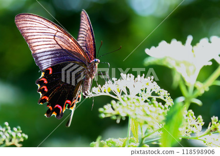 Majestic Chinese Peacock Butterfly on White Blossoms, Taiwan. 118598906