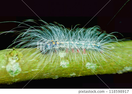 Fuzzy Caterpillar(Manulea hokopo) on a Twig. Fuzzy Caterpillar(Manulea hokopo) on a Twig. 118598917