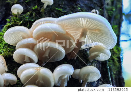 Delicate White Mushrooms Growing on a Mossy Tree. 118598925