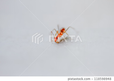 Tiny Red Ant on a White Surface. 118598948