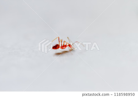 Tiny Red Ant on a White Surface. 118598950