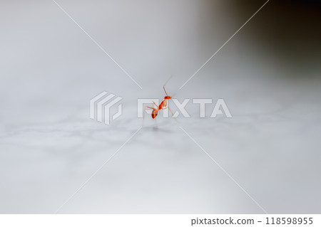 Tiny Red Ant on a White Surface. 118598955