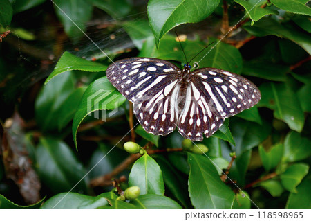 Close-up of a Penthema formosanum Butterfly. 118598965