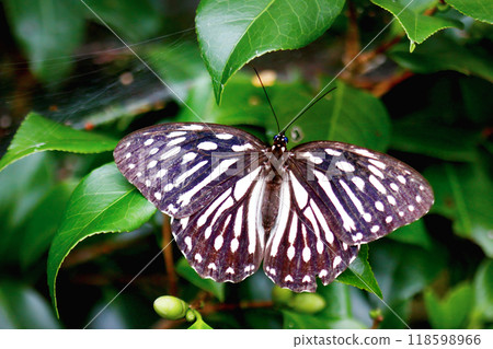 Close-up of a Penthema formosanum Butterfly. 118598966