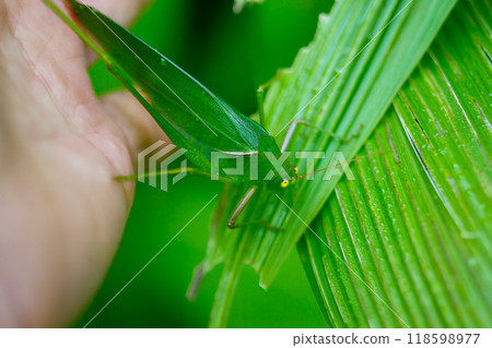 Vibrant Green Katydid on Human Hand. 118598977