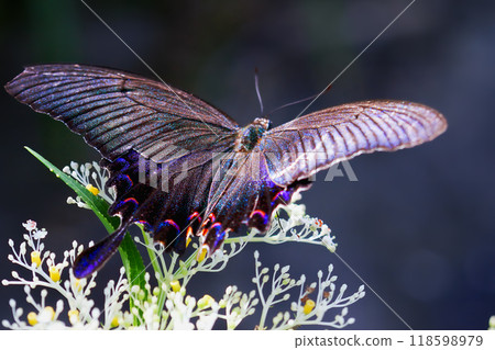 Majestic Chinese Peacock Butterfly on White Blossoms, Taiwan. Majestic Chinese Peacock Butterfly on White Blossoms, Taiwan. 118598979