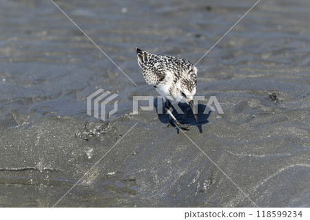 Miyubishigi 118599234