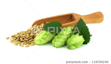 Close-up of a wooden scoop filled with barley beside fresh green hops 118599240