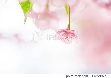 Spring: Soft cherry blossoms 118599245