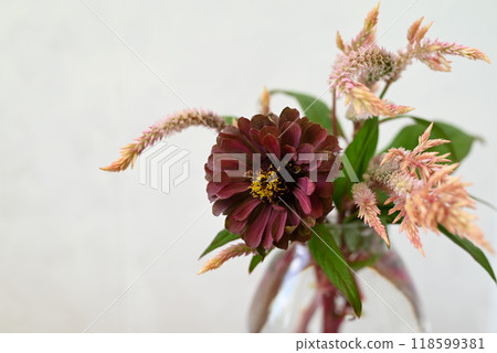 花瓶裡展示著從花園新鮮採摘的雞冠花和百日菊。 118599381