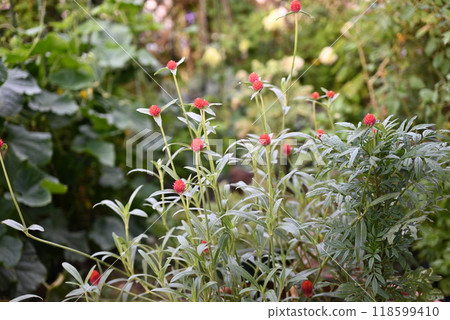 Many strawberry candles blooming in the garden Many strawberry candles blooming in the garden 118599410