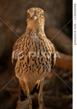 Bush stone-curlew 118600098