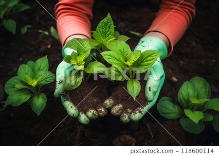Gloved hands holding soil and seedlings, symbolizing growth and eco-awareness. Gardening Soil and Seedlings 118600114