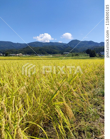Golden rice, mountains and blue sky 118600185