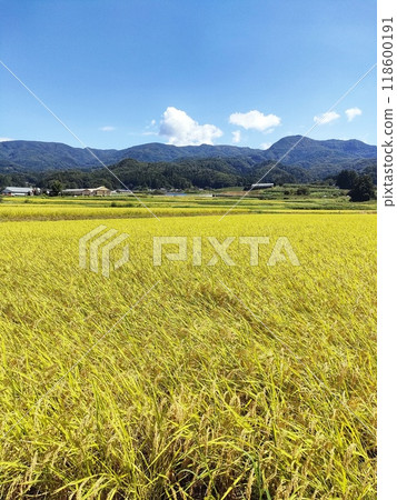 Golden rice, mountains and blue sky 118600191