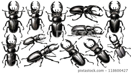 復古風格鍬蟲插圖集/黑白手繪草圖 118600427