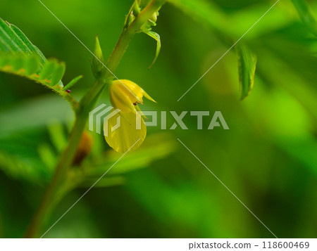 豆科植物 Arechiketsumei 的黃色花朵 豆科植物 Arechiketsumei 的黃色花朵 118600469
