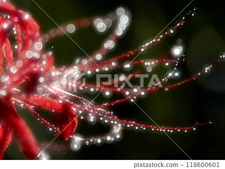 Cluster amaryllis Cluster amaryllis 118600601