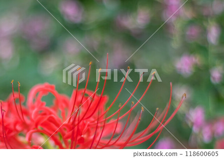 群集孤挺花 群集孤挺花 118600605