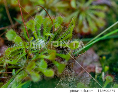 Carnivorous plant, Droseraceae, Sundew, Tokai Carnivorous plant, Droseraceae, Sundew, Tokai 118600875