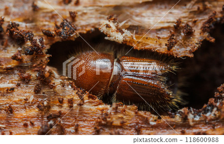 The European spruce bark beetle (Ips typographus) on spruce tree The European spruce bark beetle (Ips typographus) on spruce tree 118600988