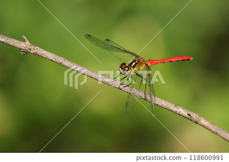 Red dragonfly (Philadelphus ventricosus) resting on a branch Red dragonfly (Philadelphus ventricosus) resting on a branch 118600991