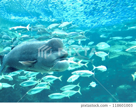 Swimming in an aquarium tank 118601003