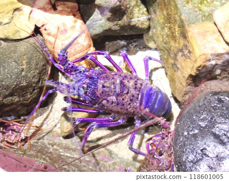 水生生物 118601005