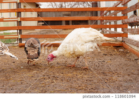 Domestic turkey confidently strides across the terrain of a farmyard rural life. Domestic turkey confidently strides across the terrain of a farmyard rural life. 118601094