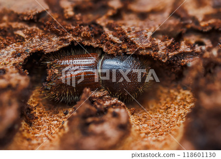 The European spruce bark beetle Ips typographus on spruce tree 118601130