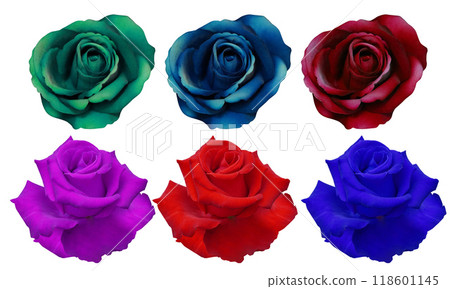 beautiful six roses flower, green, blue, red, violet, purple rose flower on white background, nature, love, fashion, gift, object, decoration, colorful beautiful six roses flower, green, blue, red, violet, purple rose flower on white background, nature, love, fashion, gift, object, decoration, colorful 118601145