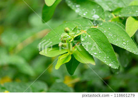 Goldenrod leaves 118601279