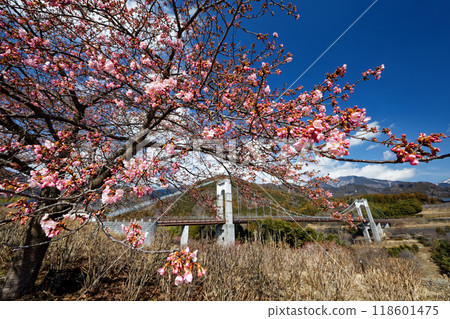 Kawazu cherry blossoms and the Wind Suspension Bridge at Hadano Togawa Park Kawazu cherry blossoms and the Wind Suspension Bridge at Hadano Togawa Park 118601475