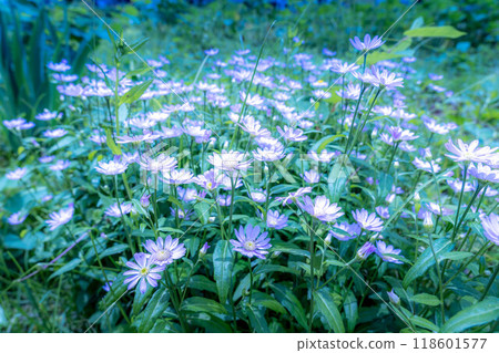 淡紫色的菊花 118601577