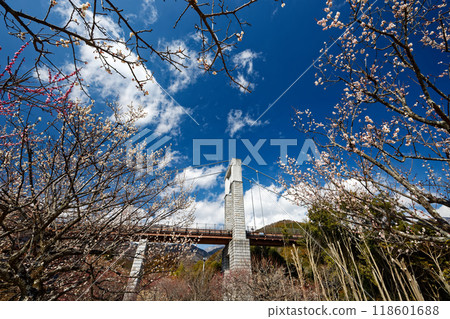 Plum grove and wind suspension bridge at Hadano Togawa Park 118601688