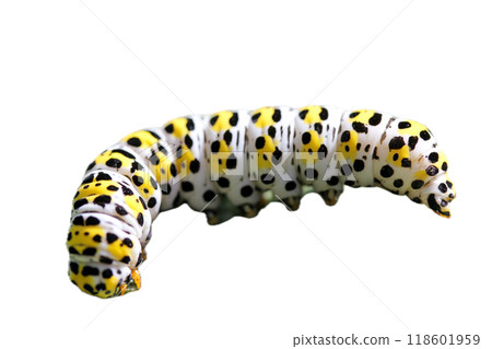 Caterpillar mullein moth   (Shargacucullia verbasci) 118601959