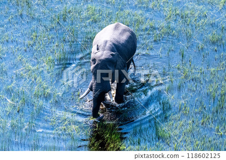 Aerial View of an African Elephant 118602125