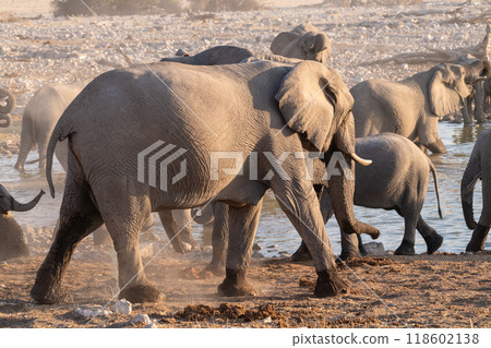 Bathing Elephants in Etosha 118602138