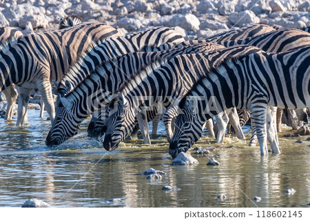 Zebras in Etosha Zebras in Etosha 118602145