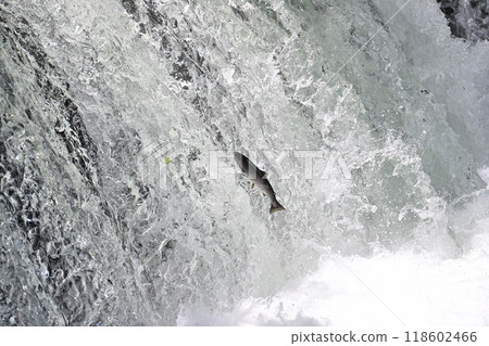 A cherry salmon trying to climb Sakura Falls A cherry salmon trying to climb Sakura Falls 118602466