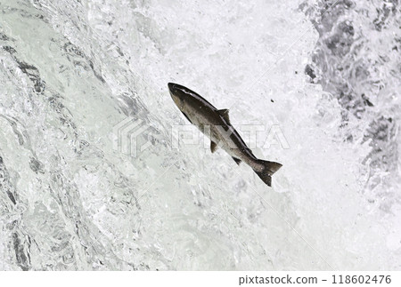 櫻花鱒魚試圖攀爬櫻花瀑布 118602476