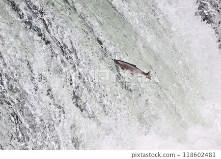 A cherry salmon trying to climb Sakura Falls A cherry salmon trying to climb Sakura Falls 118602481