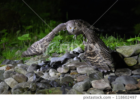A Blakiston's Fish Owl takes off catching a fish in Rausu, Hokkaido 118602497