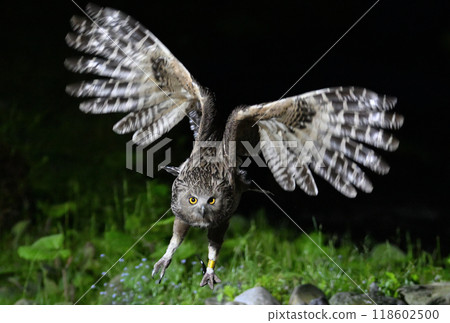 A Blakiston's Fish Owl takes off catching a fish in Rausu, Hokkaido 118602500