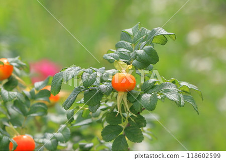 Red Hermanus Fruit Red Hermanus Fruit 118602599