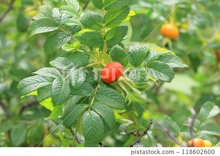 Red Hermanus Fruit Red Hermanus Fruit 118602600