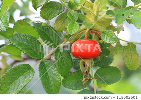 紅色赫曼努斯水果 118602601